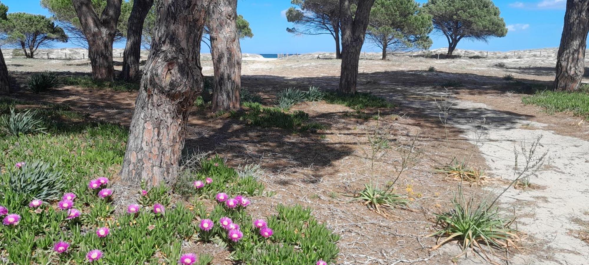 Resort Abbaia Ba Budoni Eksteriør billede