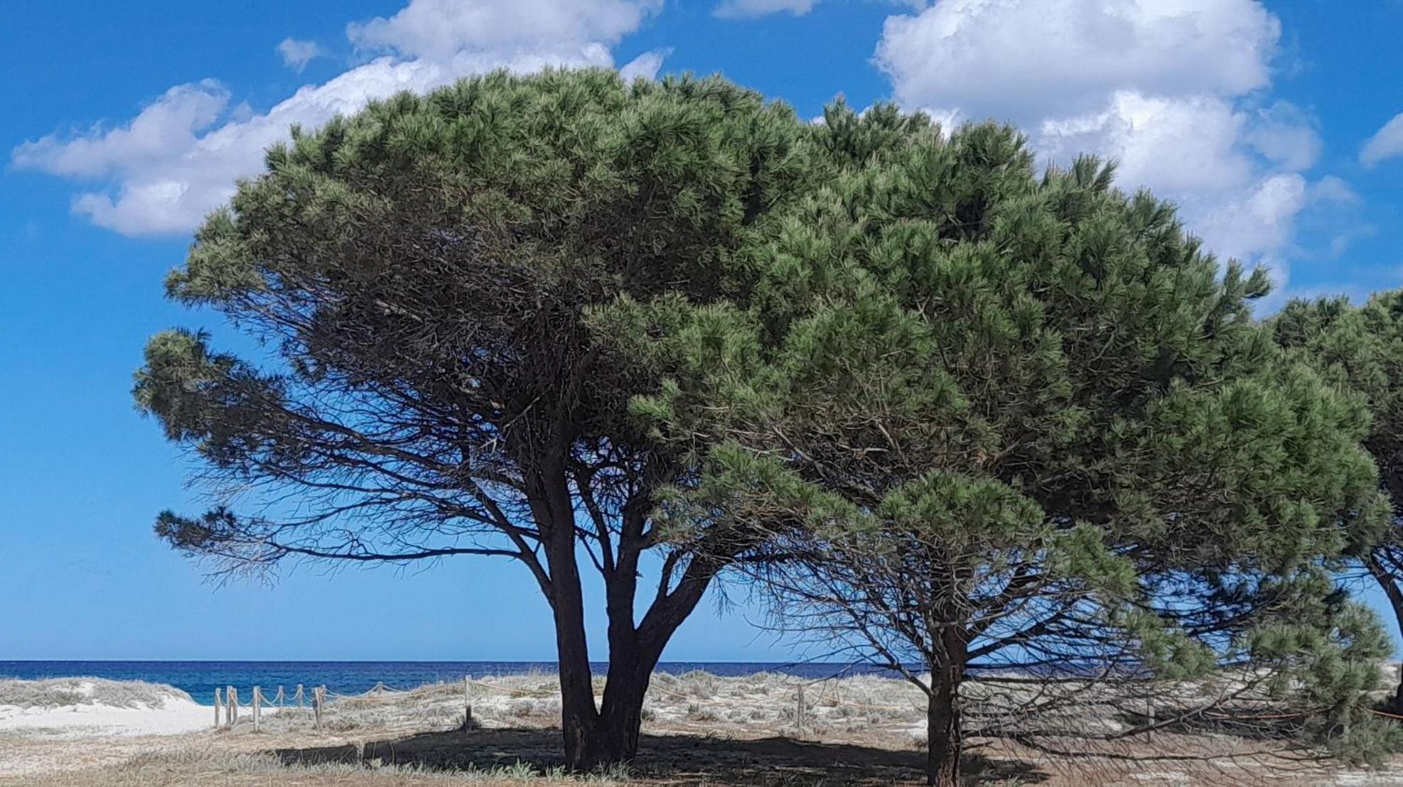 Resort Abbaia Ba Budoni Eksteriør billede